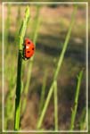 coccinelle