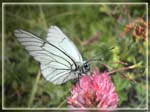 papillon1