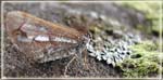 papillon2