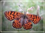 papillon3