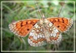 papillon4